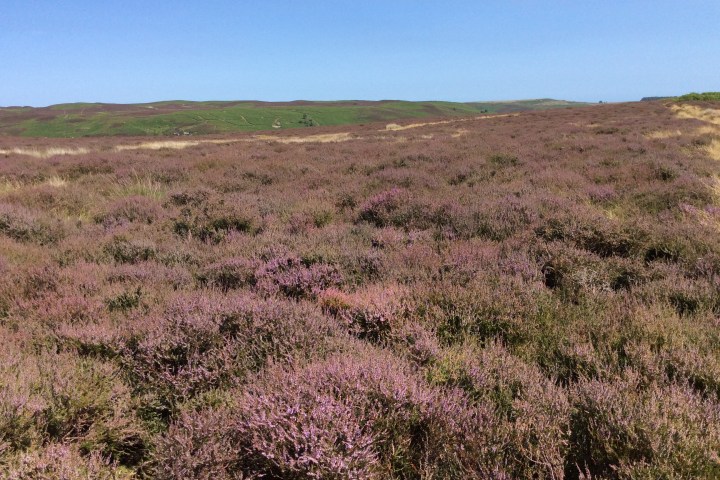 The Breamish Valley heather