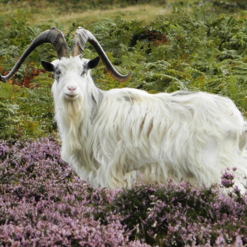 Kirknewton Easter, Wester Tor and Yeavering Bell