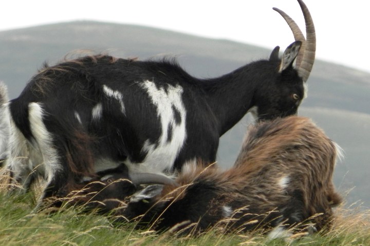 Kirknewton Easter, Wester Tor and Yeavering Bell