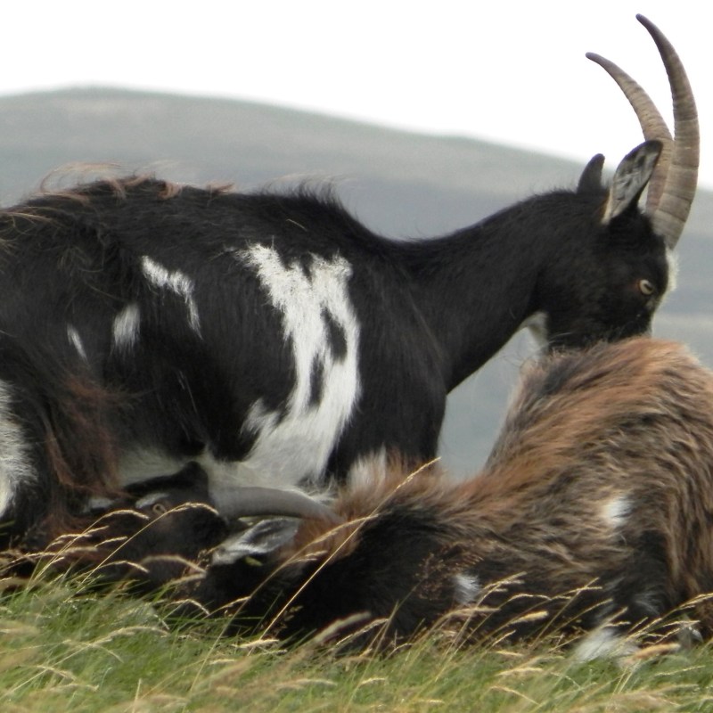 Kirknewton Easter, Wester Tor and Yeavering Bell