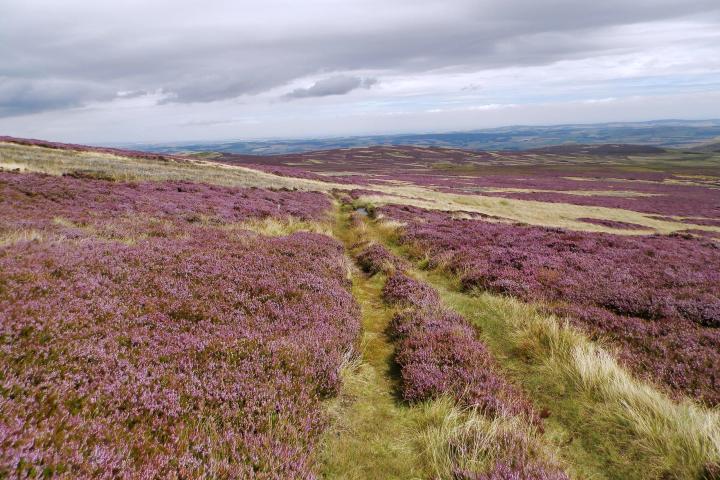 Kirknewton Easter, Wester Tor and Yeavering Bell