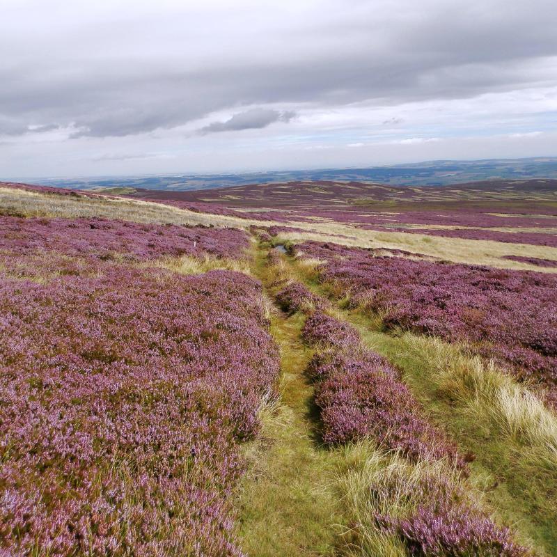 Kirknewton Easter, Wester Tor and Yeavering Bell