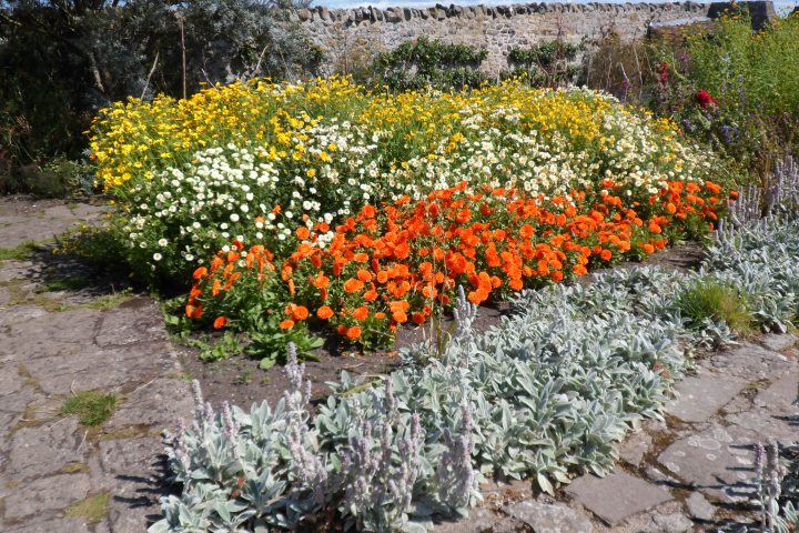 Flowers on Holy Island of Lindisfarne