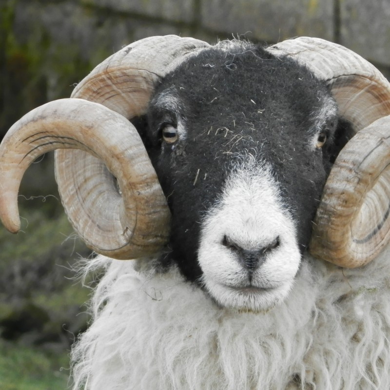Northumberland Cheviot Sheep close-up