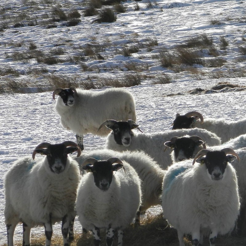 Cheviot Sheep flock in Northumberland winter
