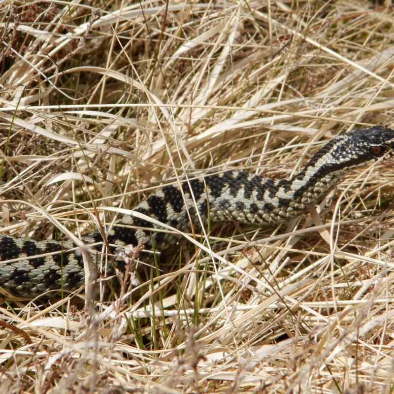 Snake in tall grasses of Northumberland