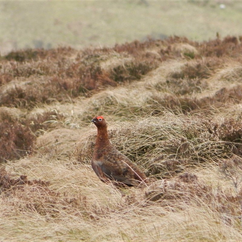 Bird in Northumberland