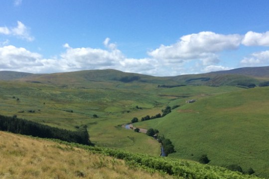 a herd of cattle grazing on a lush green field